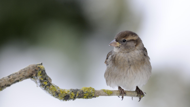 House Sparrow - Nature Scot Image 