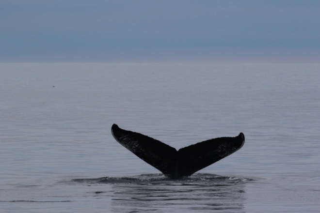 Humpback Whale_taken during 2024 expedition_HWDT Copyright