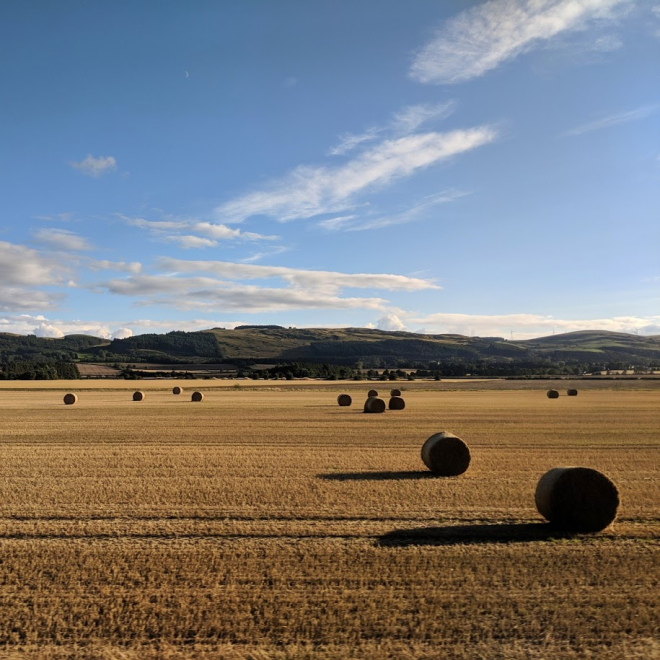 Hay bales in field