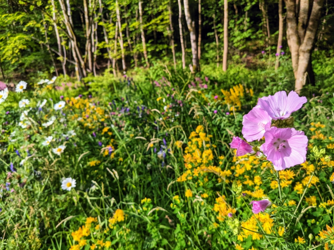 Wildflowers in sunshine