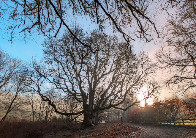 Large oak tree with winter sun behind it