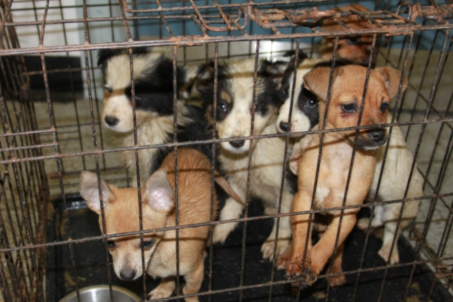 Puppies in a cage - image by Scottish SPCA