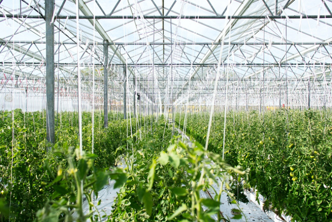 commercial green house growing crops. Credit:Erwan Hesry on Unsplash