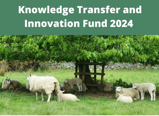 Knowledge Transfer and Innovation Fund 2024 Pic of sheep sheltering under tree