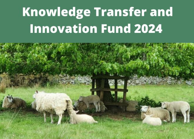 Knowledge Transfer and Innovation Fund Image of sheep grazing under tree