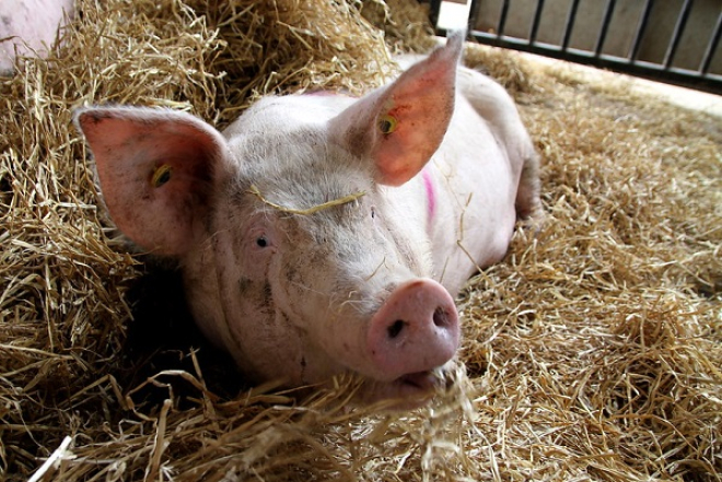 Large White x Landrace Pig. Traquair Farms, Dalkeith. Photographer - Sarah Wood. Crown Copyright.