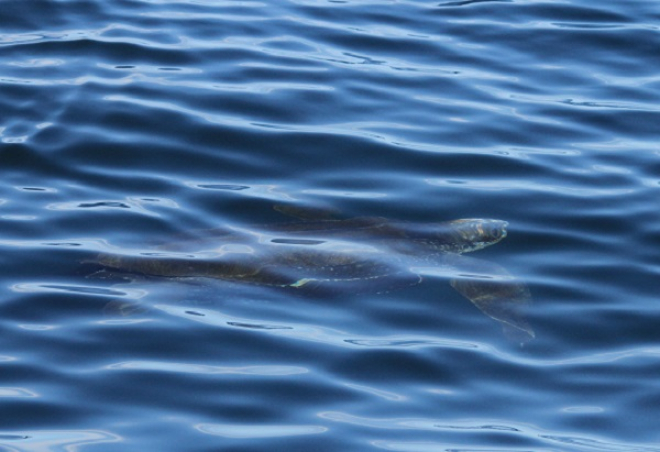  Leatherback Turtle in Scottish Waters - Becky Dudley