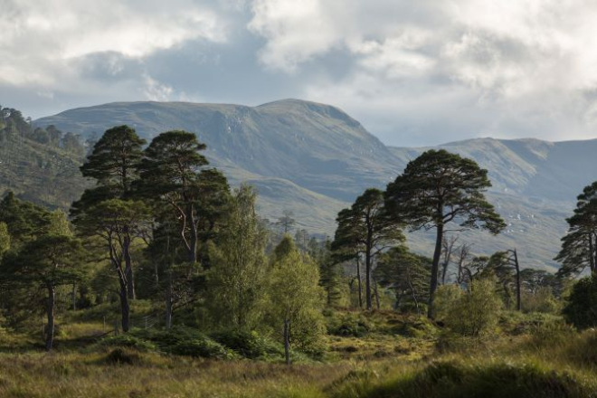 View of trees at Loch Arkaig with mountain in the background