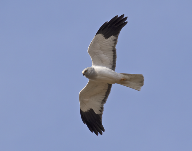 Male Hen Harrier, Langholm - copyright John Wright