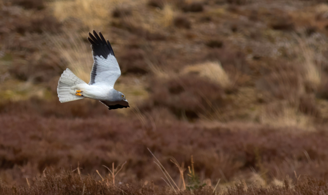 Male Hen Harrier at Langholm copyright John Wright