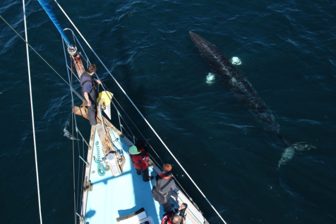 Minke Whale beside boat