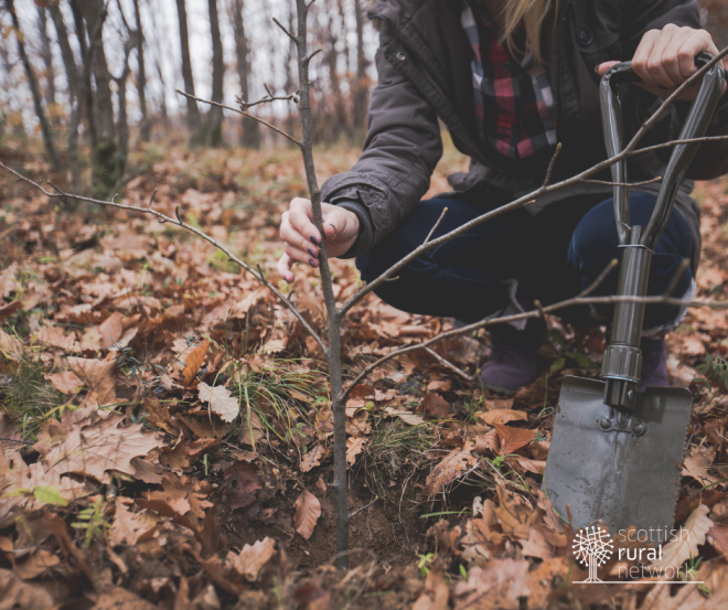 Planting trees