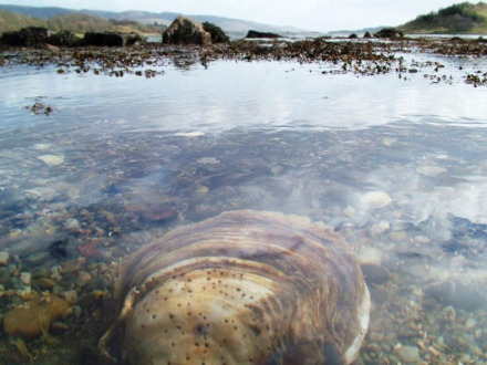 Submerged native Scottish oyster 