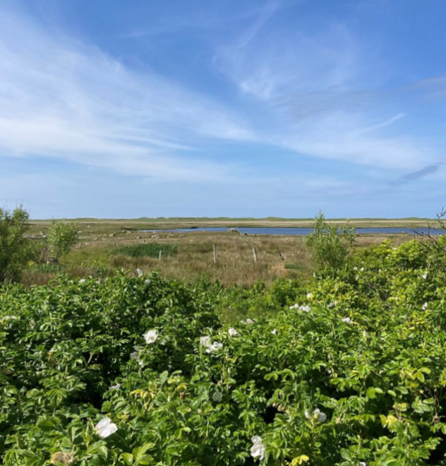 View of shrubs with fields beyond and blue skies in distance