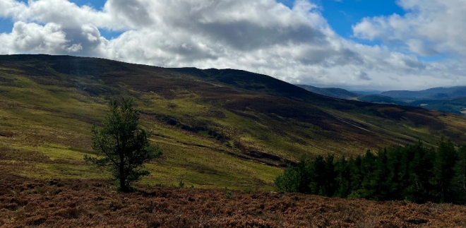 Natural Tree Colonisation May Not Always Produce Carbon Captur Benefits