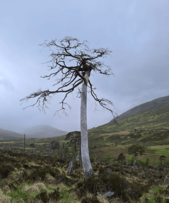 Glen Mallie Pinewood project. Image from Future Woodlands Scotland