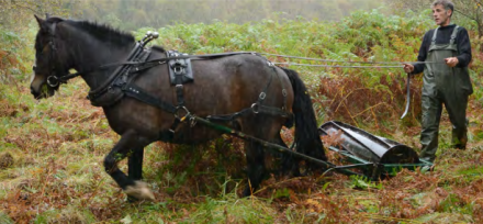 Nature Scot - Bracken control by Horse and rolling 