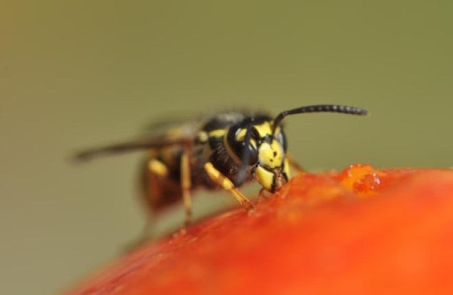 A common Wasp feeding on a fallen apple.Free use - credit Lorne Gill-NatureScot