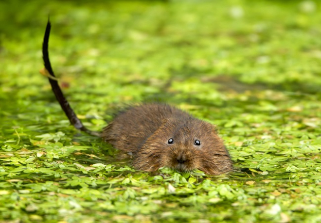 Watervole