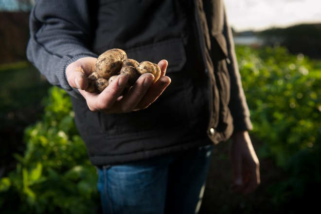 Farmer holding potatoes