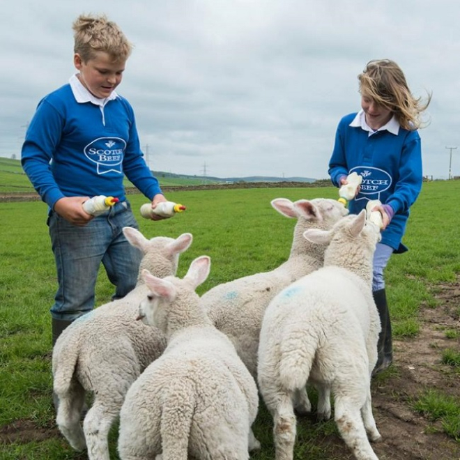 Children feeding lambs