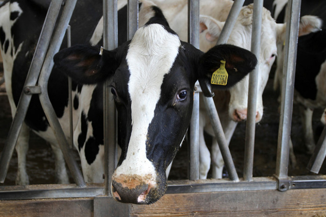 Dairy cows in barn