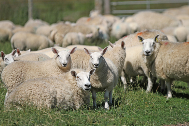 Sheep in field