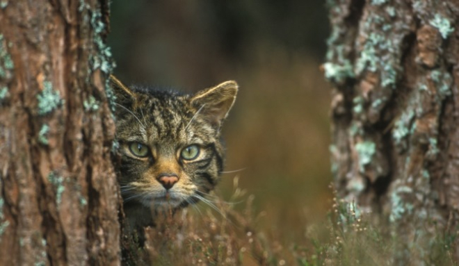 Scottish wildcat behind tree