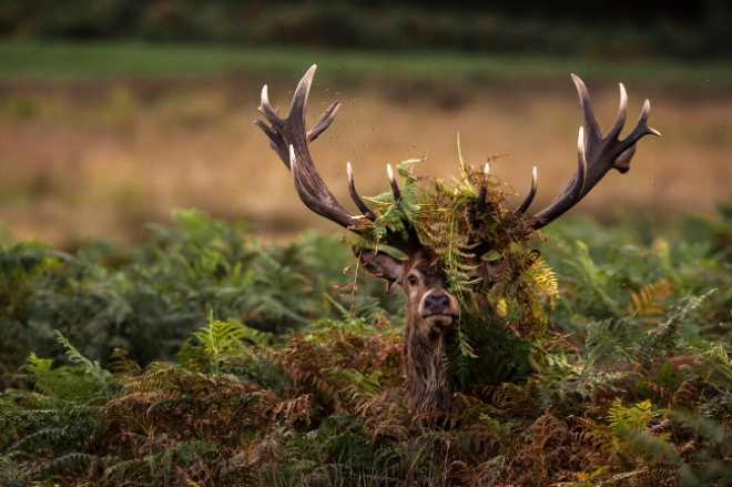 Worldwide Wildlife winner - Hide 'n' Seek by Christopher Mcleod