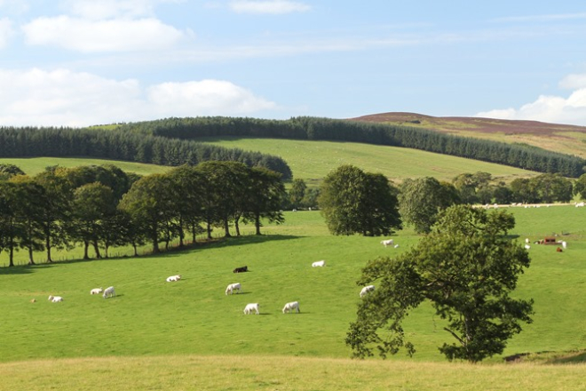 Field with trees and cows