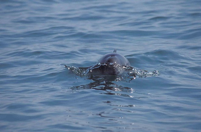 Harbour porpoise, Mick Baines/ Sea Watch Foundation