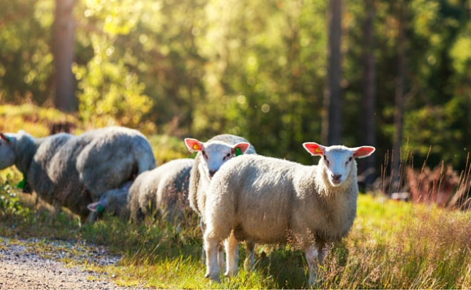 Sheep with trees in background