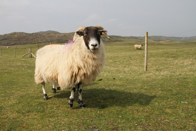 Sheep in field