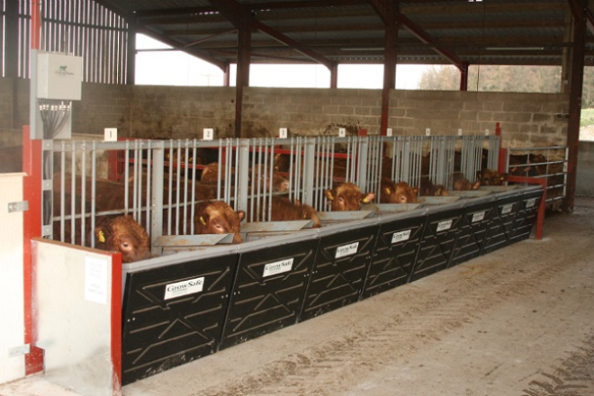 Cows in stall