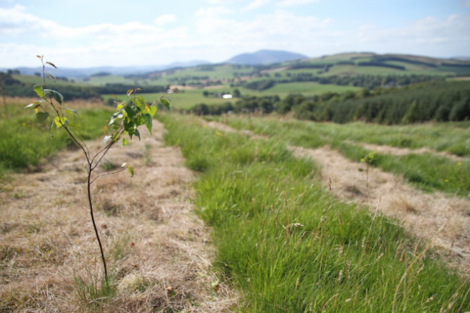 Young tree in plantation