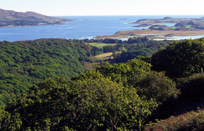 Oak woodland on the slopes above Loch Sween, Taynish NNR - credit Lorne Gill-SNH