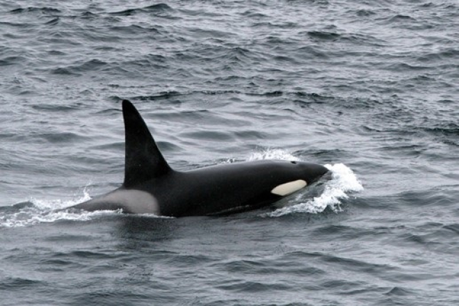 Orca - Pic credit Peter G H Evans