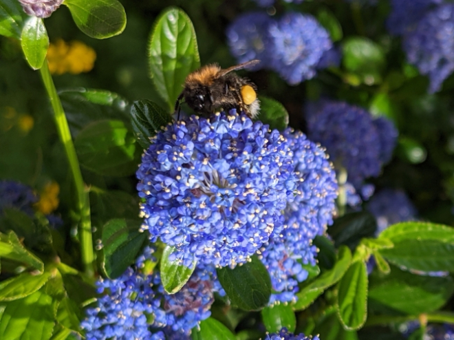 Bee of blue flower