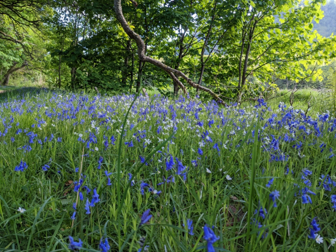 Wild flowers at the side of field, Scotland