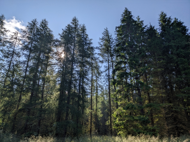 Line of trees in sunshine