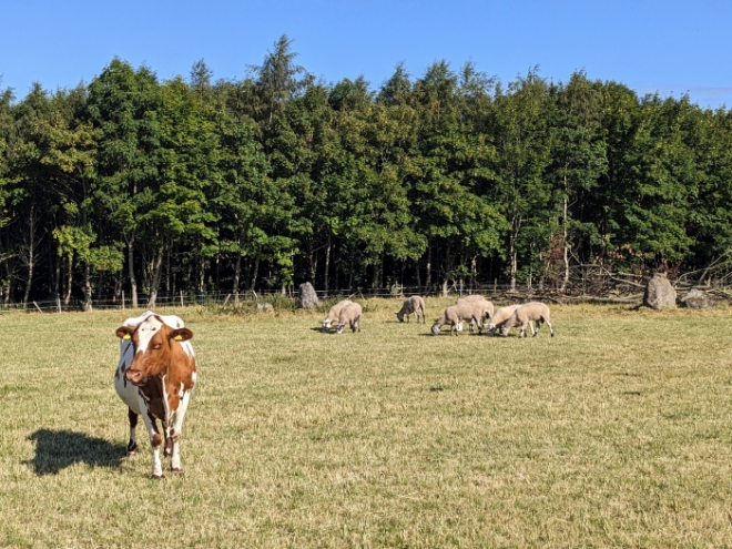 cow and sheep in field with trees in background