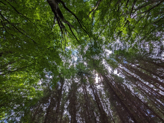 Forest canopy 