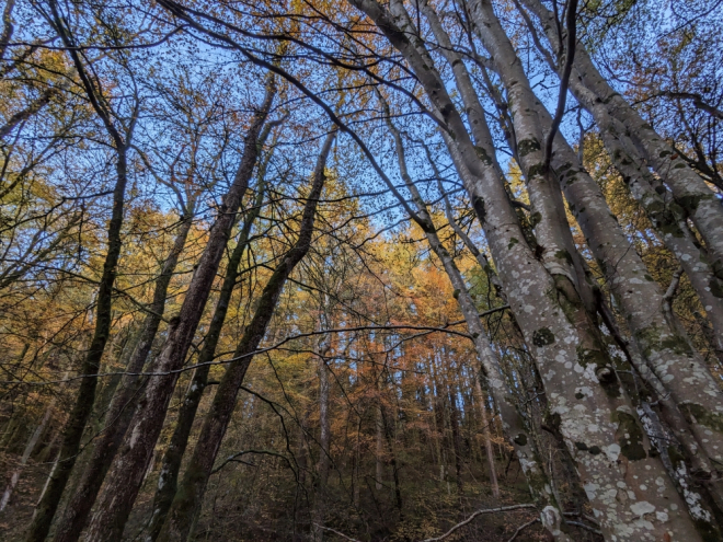 View to the sky through woodlands in Autumn 