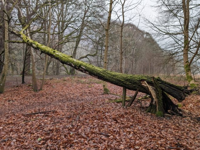 Fallen tree