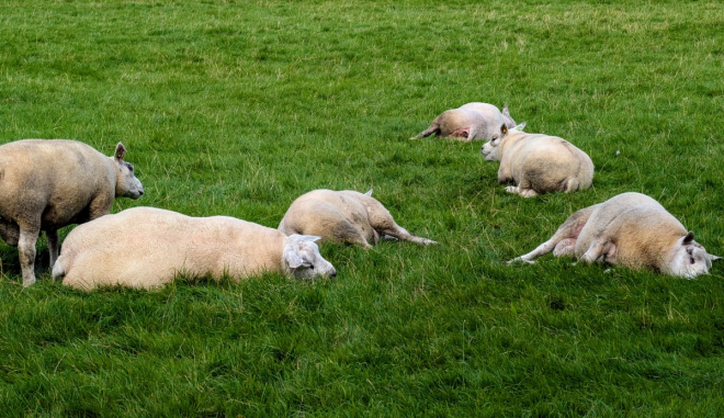 Tupes lying down in a field