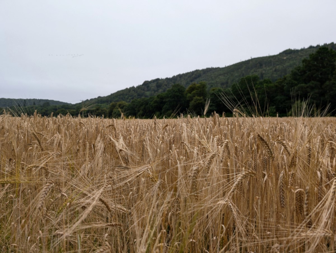 Wheat field