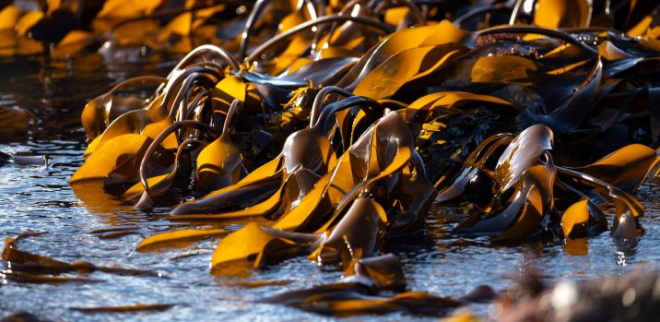 Close up view of seaweed on the shore