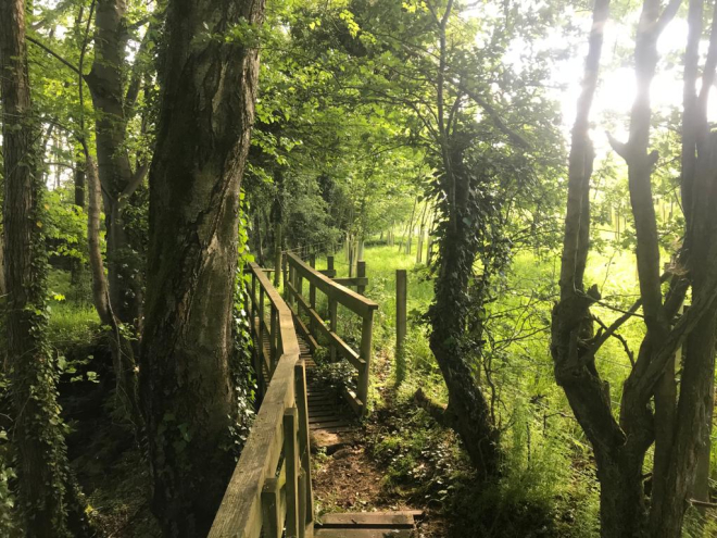 Footpath through woods with glary sunshine through trees