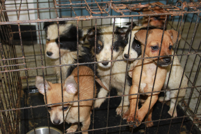 Illicit puppy farmers often keep dogs like these in cramped cages Picture courtesy of the Scottish Society for the Prevention of Cruelty to Animals