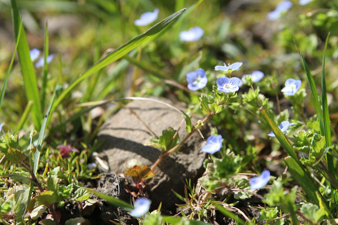 Plants and flowers 